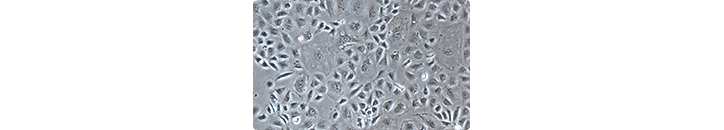 尼康正置金相顯微鏡E100-上海思長約光學經銷