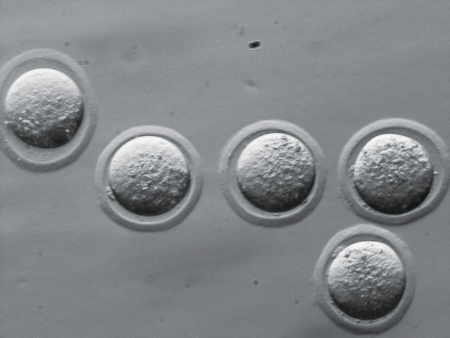 ECLIPSE Ti2尼康倒置生物顯微鏡-上海思長約光學經銷