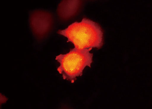 ECLIPSE Ti2尼康倒置生物顯微鏡-上海思長約光學經銷