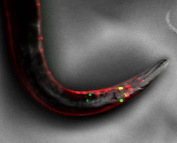 SMZ18生物 SMZ18生物